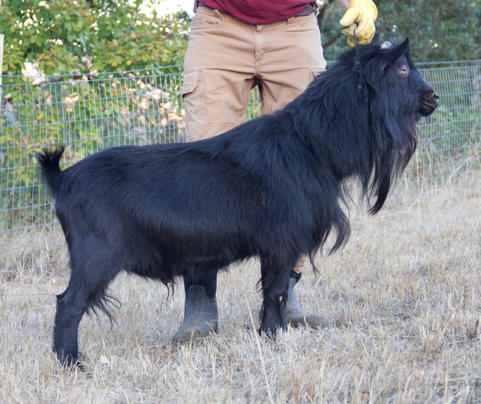 Sugar Moon NS Ezekial